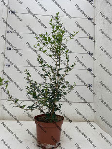 Osmanthus Burkwoodi