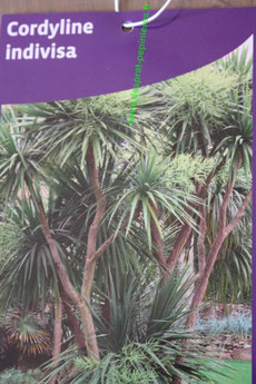 VENTE EN GROS ,CORDYLINE , INDIVISA , C 3L, CHERRY®   ,C 10L , INDIVISA  ,C 5L, TORBAY DAZZLER ,C 4L,