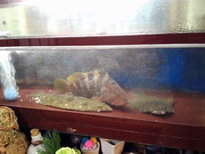 新鮮 活魚