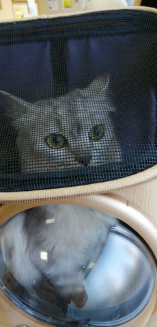 迷子猫,野良猫,動物保護,FeLV,FIV