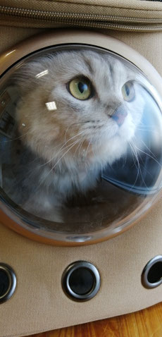 迷子猫,野良猫,動物保護,FeLV,FIV