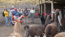 Con Llamas para caminar al Bosque de piedras