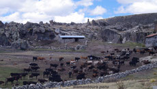 Ganaderia dentro del Bosque de piedras