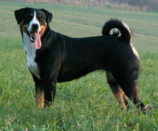 Wikipedia_DaKaM_Dara Essi, Appenzeller Sennenhund