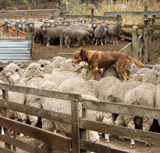 Wikipedia_Martin Pot_Australian Kelpie walking across the backs of sheep, The Shearing Shed, Yallingup, Western Australia