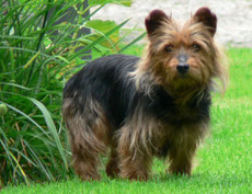 Wikipedia_Ketterechts_Australian Terrier Melly, three years old