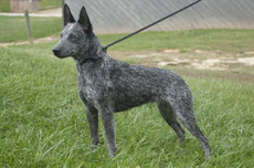 Wikipedia_Wendy Hodges_ A breed of dog known as the Australian Stumpy Tail Cattle Dog