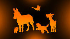 Wanderungen, Kurse, Shows, Ausbildung, Workshops und Trekking