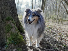 Ein kleiner Gruß von Schulhund Barney