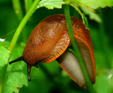 gewöhnliche Wegschnecke (Foto: Birgit Emig)