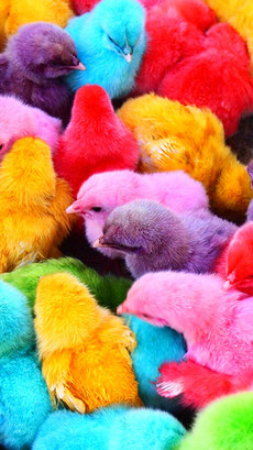 bound for eden, eva marie lobmaier, travel photography, colored chicks, market, Indonesia