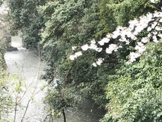 犬山城周辺の桜