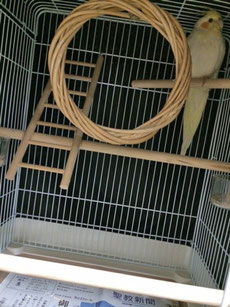 小鳥用おやすみカバー 鳥かごおやすみカバー おやすみカバー お休みカバー ゲージカバー 遮光カバー サークルカバー 手作り 夏 ヒーター