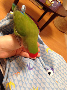 おやすみカバー 写真
