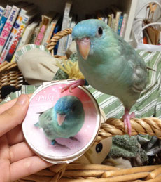コンパクトミラー 写真