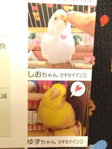 2015年 鳥づくし壁掛けカレンダー　写真