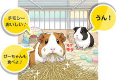 モルモット多頭飼い・多頭飼育｜モルモット・ゴールデンハムスター販売・小動物専門ブリーダー直営ペットショップ【ときどきペットショップ】茨城県・東京都・千葉県・埼玉県・神奈川県・福島県・群馬県より来店多数