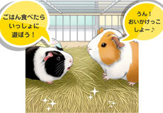 モルモット多頭飼い・多頭飼育｜モルモット・ゴールデンハムスター販売・小動物専門ブリーダー直営ペットショップ【ときどきペットショップ】茨城県・東京都・千葉県・埼玉県・神奈川県・福島県・群馬県より来店多数