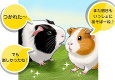 モルモット多頭飼い・多頭飼育｜モルモット・ゴールデンハムスター販売・小動物専門ブリーダー直営ペットショップ【ときどきペットショップ】茨城県・東京都・千葉県・埼玉県・神奈川県・福島県・群馬県より来店多数