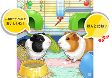 モルモット多頭飼い・多頭飼育｜モルモット・ゴールデンハムスター販売・小動物専門ブリーダー直営ペットショップ【ときどきペットショップ】茨城県・東京都・千葉県・埼玉県・神奈川県・福島県・群馬県より来店多数