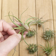 How To Revive Air Plants, from watering to pruning by PASiNGA blog