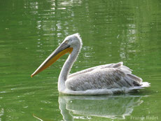 pelican frisé