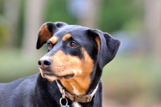 doberman caractere origine sante poil couleur entretien fiche chien