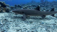 requin pointe blanche poids taille répartition alimentation habitat