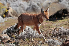 loup d'abyssinie