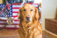 golden retriever caractere origine sante poil couleur entretien fiche chien