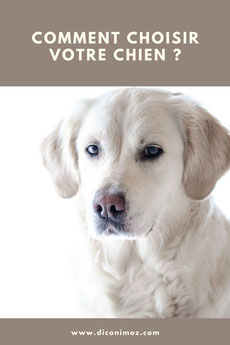 comment choisir votre race de chien ?