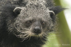 binturong 