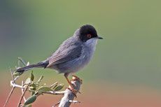 fauvette melanocephale