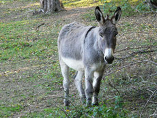 ane de provence 