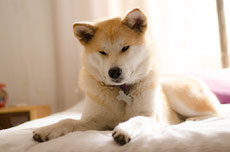 Akita inu caractere origine sante poil entretien fiche chien