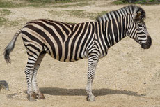 zebre de burchell des plaines