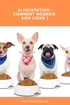 alimentation comment nourrir son chien ? 