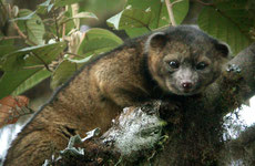 olinguito