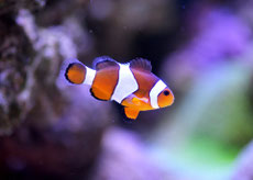 poisson clown poids taille répartition alimentation habitat