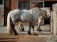 percheron caractere origine robe sante fiche cheval