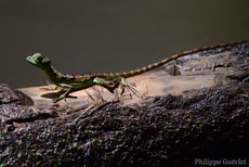 lézard jesus basilic vert