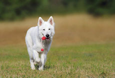 berger blanc suisse caractere origine sante poil couleur fiche chien