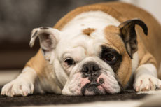 bouledogue anglais bulldog