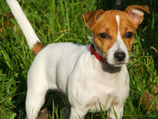 jack russel terrier caractere origine sante poil couleur entretien fiche chien