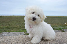 coton de tulear caractere origine sante poil couleur entretien fiche chien