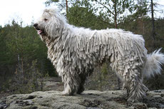 komondor caractere origine sante poil couleur entretien fiche chien