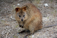 quokka