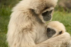 gibbon lar à mains blanches