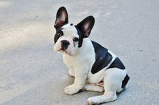 bouledogue francais caractere origine sante poil couleur entretien fiche chien