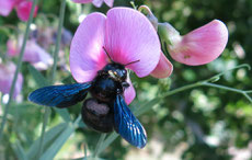 xylocope violacee ou abeille charpentière